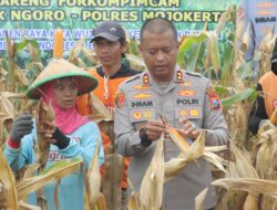 Polres Mojokerto Panen Raya Jagung Hasil Olah Lahan Tidur untuk Ketahanan Pangan
