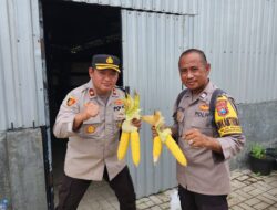 Panen Jagung Tahap 4 : Polres Pelabuhan Tanjung Perak Terus Dukung Ketahanan Pangan