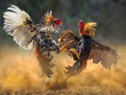 Perjudian Sabung Ayam Marak di Belung Poncokusumo Kabupaten Malang, Aparat Dinilai Tutup Mata Terhadap Instruksi Kapolri