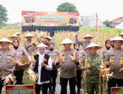 Polda Jatim Gelar Panen Raya Jagung Serentak Kuartal IV di Sidoarjo