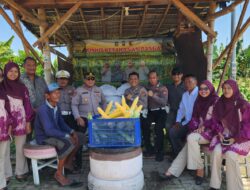 Dukung Program Asta Cita, Polsek Kenjeran Panen Raya 1,8 Ton Jagung Manis di Tambak Wedi