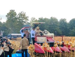 Presiden Prabowo dan Kapolri Panen Raya Jagung Nasional di Tuban Perkuat Ketahanan Pangan