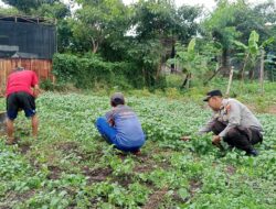Dukung Ketahanan Pangan, Polres Pelabuhan Tanjung Perak Panen Tanaman holtikultura di Tambak Wedi