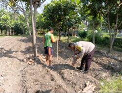 Polsek Jambangan dan Warga Tanam Jagung di Lahan BTKD untuk Ketahanan Pangan Surabaya