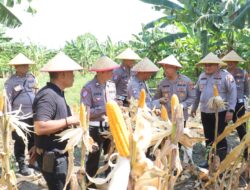 Dukung Asta Cita Presiden, Polres Pelabuhan Tanjung Perak Panen 815 Kg Jagung Pipil di Kenjeran