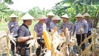 Dukung Asta Cita Presiden, Polres Pelabuhan Tanjung Perak Panen 815 Kg Jagung Pipil di Kenjeran
