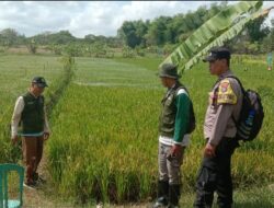 Polsek Lakarsantri Dampingi Petani Bangkingan Dukung Ketahanan Pangan di Surabaya