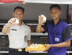 Lapas Sidoarjo Panen Telur Setiap Hari Peternakan Ayam Kampung Elba Jadi Bagian dari Pembinaan Kemandirian Warga Binaan untuk Mendukung Program STAR Proaksi Kemenimipas