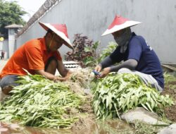 Lapas Sidoarjo Panen Kangkung, Dukung Ketahanan Pangan
